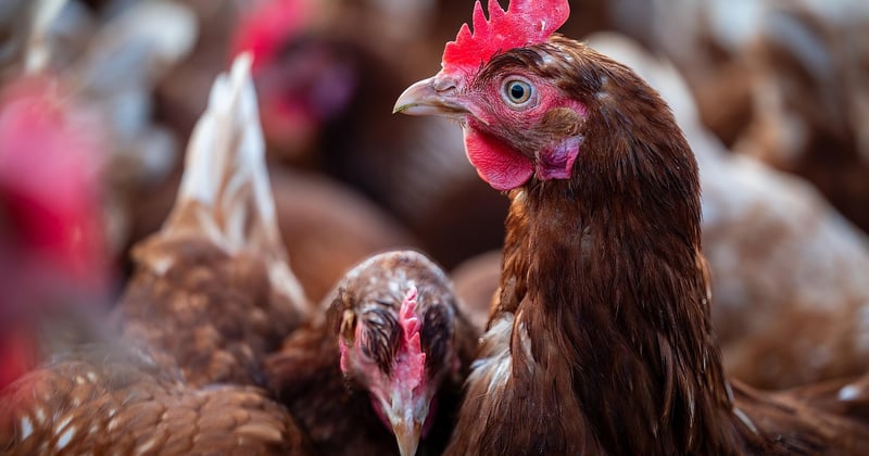 Protéger ses poules du renard la nuit : les solutions qui marchent