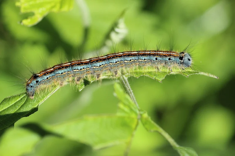 Les 5 insectes qui piquent la nuit : le diagnostic différentiel