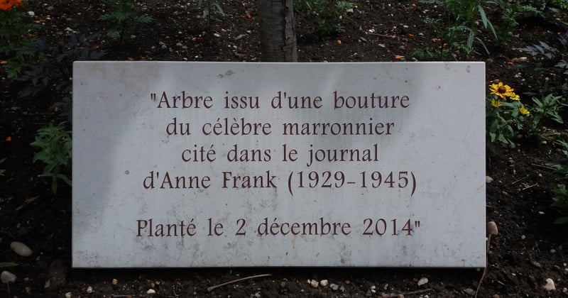 Bouture noyer : la méthode simple pour multiplier votre arbre
