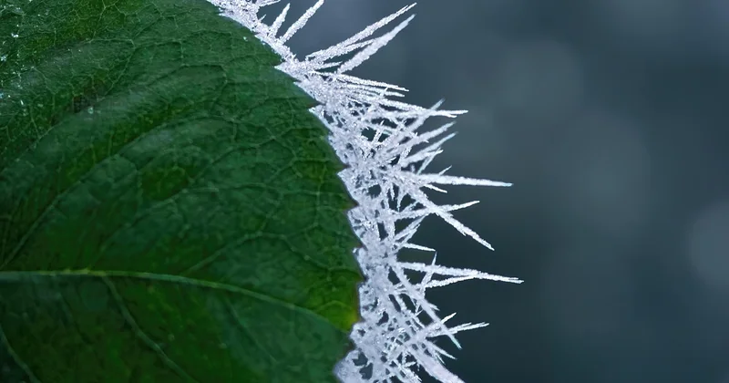 Laurier-rose : feuilles marron après le gel, comment réagir ?