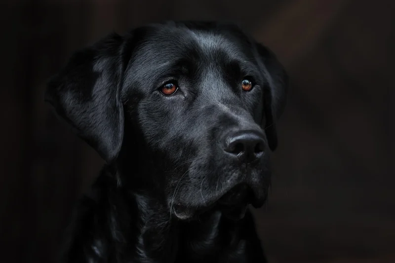 Chien détecteur vs inspection humaine : le match du coût