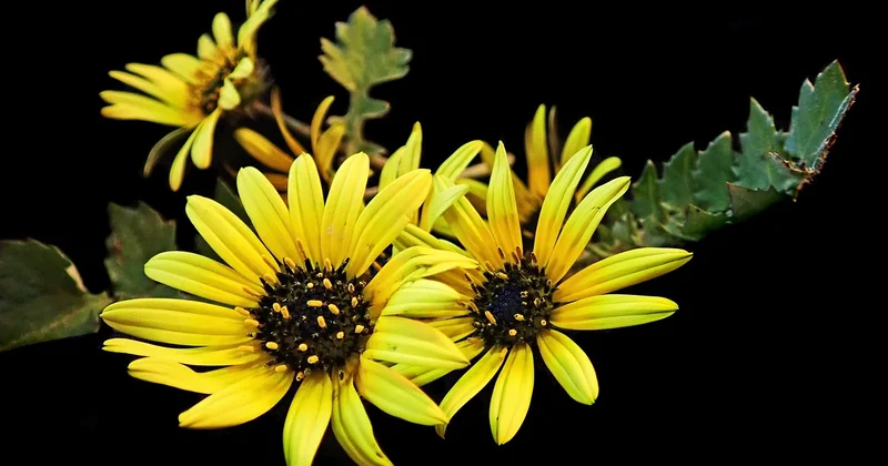 Alors, comment vaincre vraiment les mauvaises herbes coriaces ?