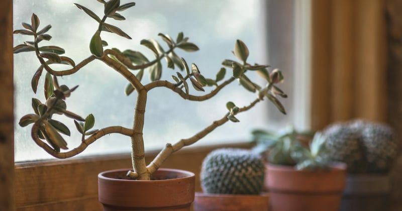 10 idées déco pour un appartement T2 plein de charme