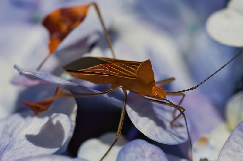 Les vrais signes d’une infestation de punaises