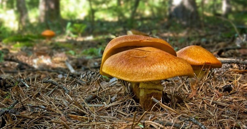 Le champignon bolet jaune : comment le reconnaitre et le cuisiner