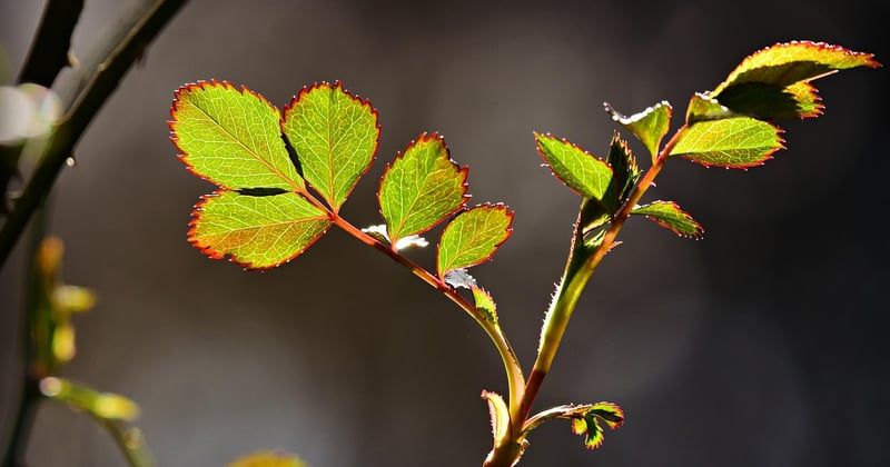 Laurier-rose à feuilles marron : traitement efficace et solutions simples